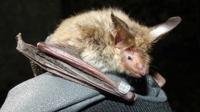 Surrey Bat Group photo