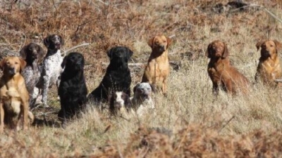 warrenby gundogs photo