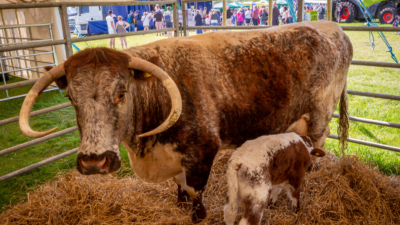 Livestock Marquee photo