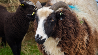 Sheep Cuddling in The Livestock marquee photo