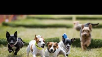 Jevington Terrier Racing photo