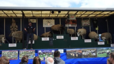 The Sheep Show photo