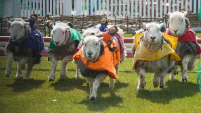 The Lamb National photo