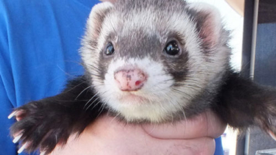 Gem Ferret Care Group & Surrey Ferret rescue photo