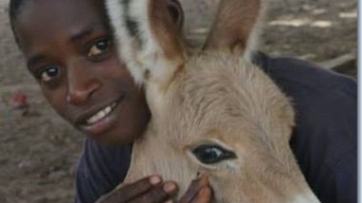 Gambia horse and donkey trust photo