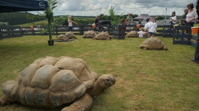 Giant Tortoises photo