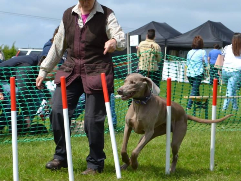 Dog Agility min photo