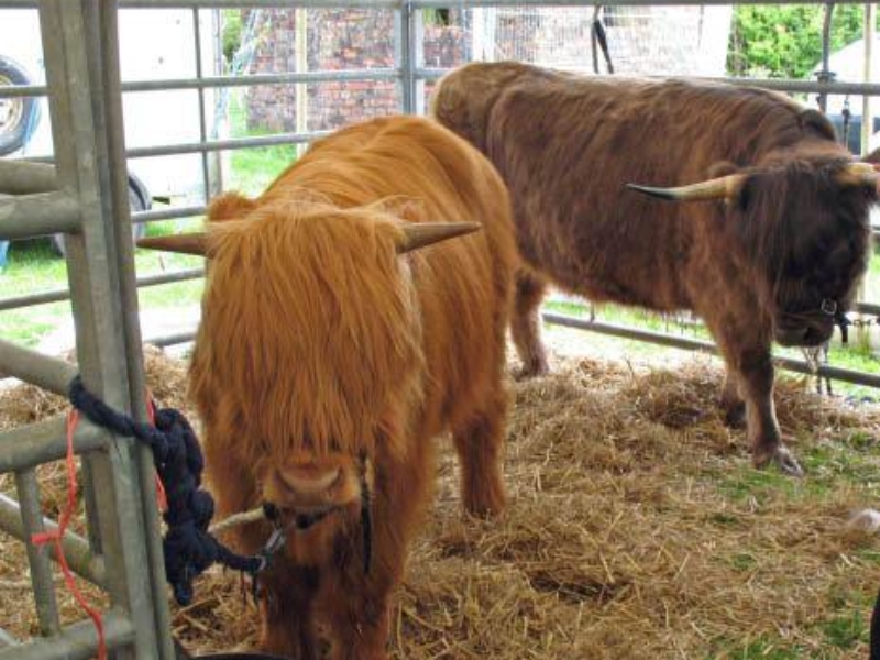 Highland cows min photo